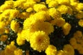 Multitudinous yellow flowers of Chrysanthemums