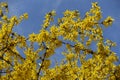 Multitudinous yellow flowers of forsythia against blue sky in March