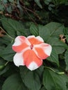 Multy colour Chinese balsam or wheel balsam white and orange double colour