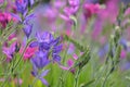 Multy-coloured flowers in a meadow forming a beautiful blanket of colours