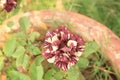 Multy coloured rare rose flower