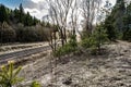 Multy-track railway in the forest turns the corner. Spring landscape with dry grass and a coniferous forest