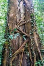 Large Strangler Fig Tree Royalty Free Stock Photo