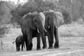 Mum Aunt & Baby Elephant portrait Royalty Free Stock Photo