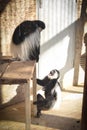Mum and baby of Colobus guereza is playing Royalty Free Stock Photo