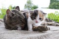 Mum cat and kitten. Mother cat hugging a small kitten. The cat is gray, fluffy. Kitty wants to play with the cat mom. The kitten Royalty Free Stock Photo