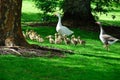 Mum and dad goose with their brood of goslings