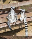 Mum and Dad sunbathing Royalty Free Stock Photo