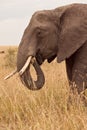 Mum Elephant in Kenya