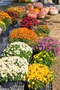 Mum flowers and pumpkins on autumn farm market Royalty Free Stock Photo