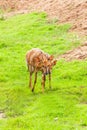 Mum and her chile of Sika deer Royalty Free Stock Photo