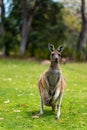 Mum kangaroo with baby joey in pouch standing on green grass Royalty Free Stock Photo