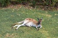 Mum kangaroo resting on green grass in park with baby joey in pouch Royalty Free Stock Photo