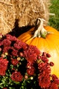 Mum And Pumpkin Display Royalty Free Stock Photo