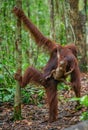 Cub of orangutan on mother`s back in green rainforest. Natural habitat.