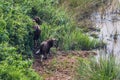 Mum and son of Gaur Royalty Free Stock Photo