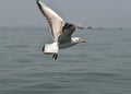 Gulf Sea Birds, Mumbai, India, 2020
