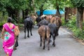 Mumbai,India,August-21-2019:Herd of cows strolling openly on the street. Beef ban in India has led to a huge problem of abondoned