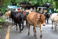 Mumbai,India,August-21-2019:Herd of cows strolling openly on the street. Beef ban in India has led to a huge problem of abondoned