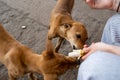 Woman feeds two stray puppies a banana from her hand, focus on one dog Royalty Free Stock Photo