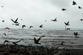 Mumbai sealink from the shore. Royalty Free Stock Photo