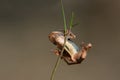 The mummified carcass of a small dried up frog hangs on a dry blade of grass in nature in spring after the long winter Royalty Free Stock Photo