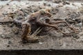 Mummified corpse of urban pigeon