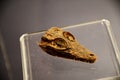 Mummified crocodile head - Medinet Madi 1999, Temple C, University of Pisa Egyptological Collection, Pisa, Tuscany, Italy