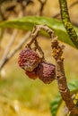 Mummified fruit of loquat