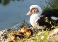 Mummy and the Chicks Royalty Free Stock Photo