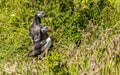 Mummy and Daddy Puffins outside their burrow on Skomer Island breeding ground for Atlantic Puffins