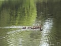 Mummy duck and her kiddies  so cute Royalty Free Stock Photo