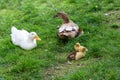 Mummy ducks and ducklings on the grass