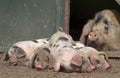 Mummy pig looking over her wonderful piglets Royalty Free Stock Photo