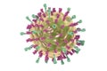 Mumps virus structure