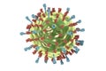 Mumps virus structure