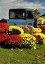 Mums and antique truck