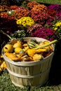 Mums and a basket of pumpkins and squash