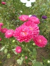 Mums aster flower closeups on the garden crysanthemums Royalty Free Stock Photo