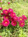 Mums aster flower crysanthemum