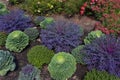 Mums and Flowering Kale 824095