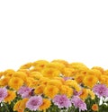Mums Flowers Royalty Free Stock Photo
