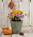 Mums Flowers And A Pumpkin Royalty Free Stock Photo