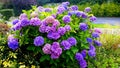 Mums garden in bloom Royalty Free Stock Photo