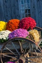 Mums with Old Farm Wagon Wheel Royalty Free Stock Photo