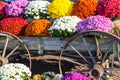 Mums and Old Farm Wagon Wheels Royalty Free Stock Photo