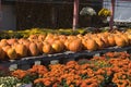 Mums and Pumpkins Royalty Free Stock Photo