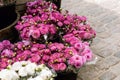 Mums for sale at a market Royalty Free Stock Photo