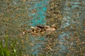 Mummy duck with little chicks Royalty Free Stock Photo