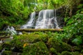 Mun-Dang's waterfall with antirrhinum flower